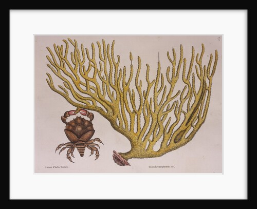 Red-clawed crab by Mark Catesby