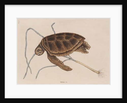 Green sea turtle by Mark Catesby