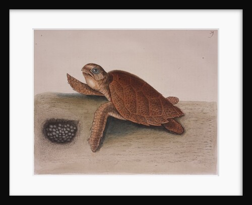 Hawksbill sea turtle by Mark Catesby