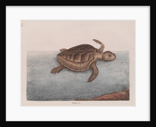 Loggerhead sea turtle by Mark Catesby