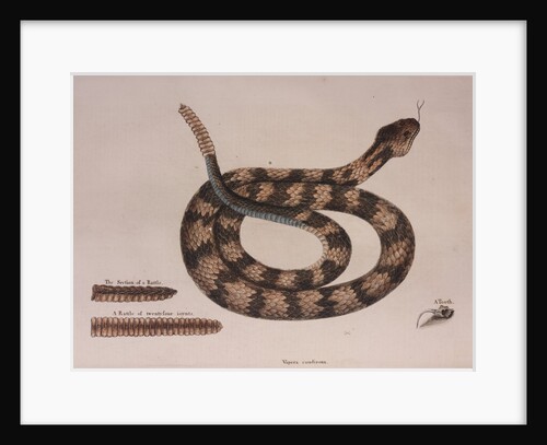 Rattlesnake by Mark Catesby