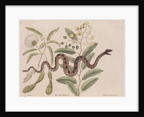 Small rattlesnake by Mark Catesby