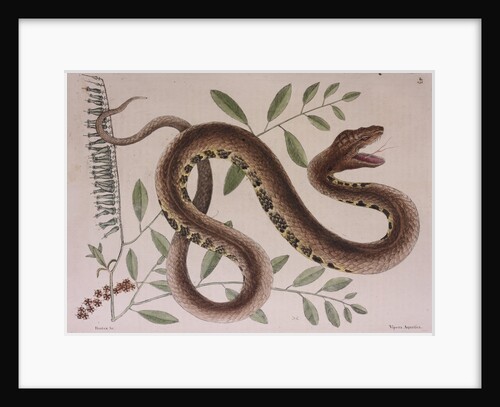 Pit viper by Mark Catesby