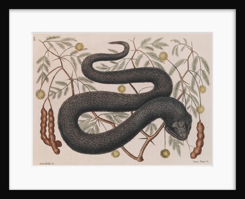 Eastern hog-nosed snake by Mark Catesby