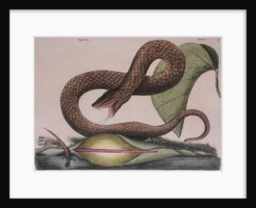 Eastern hog-nosed snake by Mark Catesby