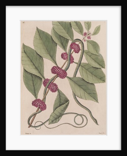 Copperbelly water snake by Mark Catesby