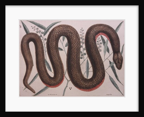 Rough green snake by Mark Catesby