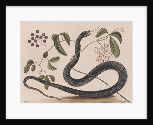 Black rat snake by Mark Catesby