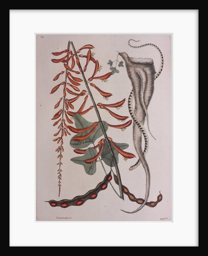 Brown snake by Mark Catesby
