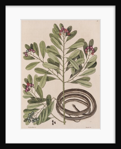 Ribbon snake by Mark Catesby
