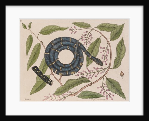 Kingsnake by Mark Catesby