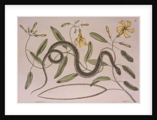 Common garter snake by Mark Catesby