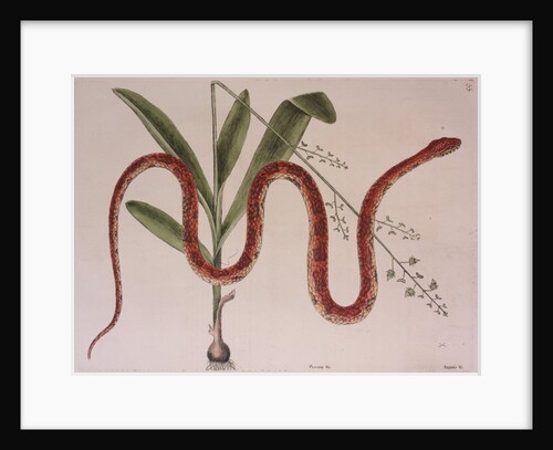Corn snake by Mark Catesby
