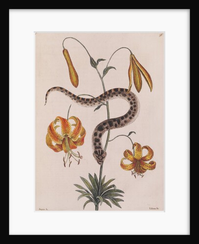 Eastern hog-nosed snake by Mark Catesby