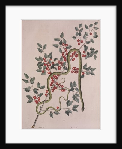 Smooth green snake by Mark Catesby