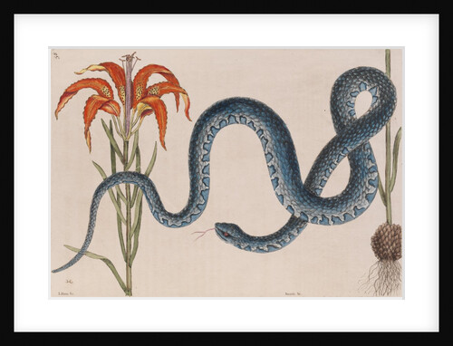 Eastern mud snake by Mark Catesby