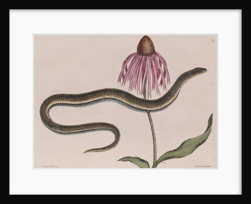 Eastern glass lizard by Mark Catesby