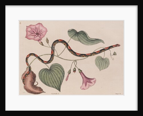 Scarlet snake by Mark Catesby
