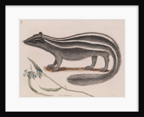 Eastern spotted skunk by Mark Catesby