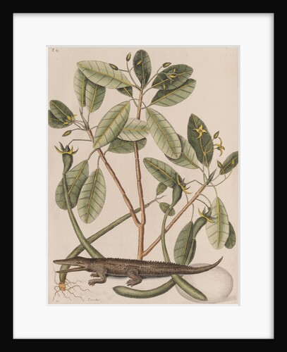 American alligator by Mark Catesby