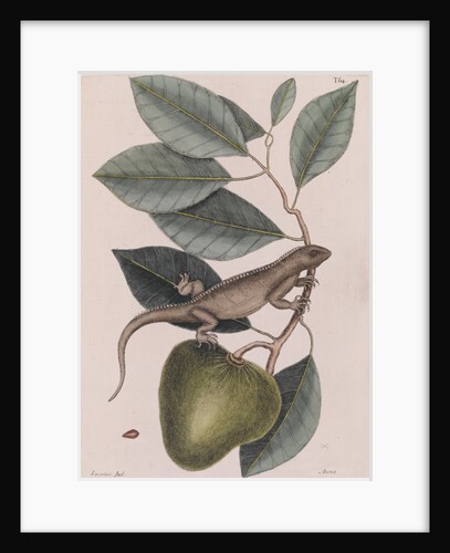 Green iguana by Mark Catesby