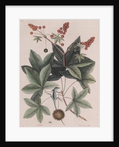 Green anole by Mark Catesby