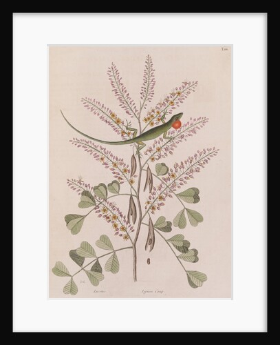 Jamaican giant anole by Mark Catesby