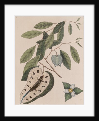 Five-lined skink by Mark Catesby