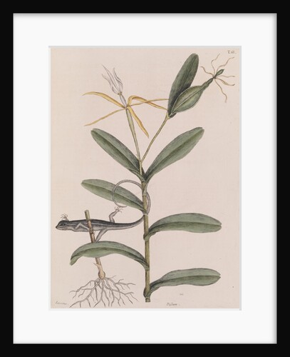 Six-lined racerunner by Mark Catesby