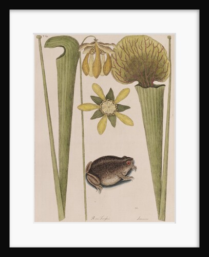 Southern toad by Mark Catesby