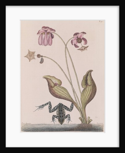 Northern leopard frog by Mark Catesby