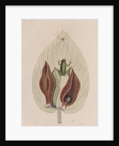 Green tree frog by Mark Catesby