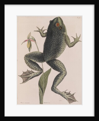 American bullfrog by Mark Catesby