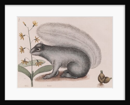 Eastern gray squirrel by Mark Catesby