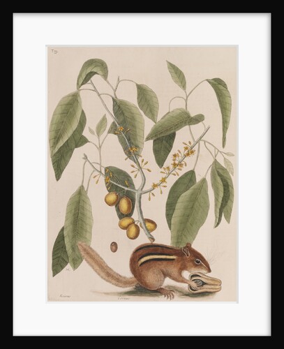 Eastern chipmunk by Mark Catesby