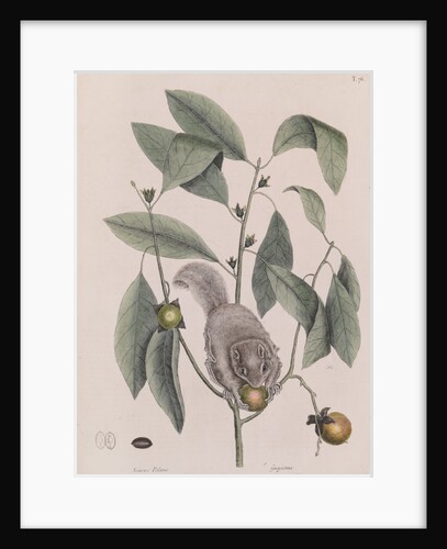 Southern flying squirrel by Mark Catesby