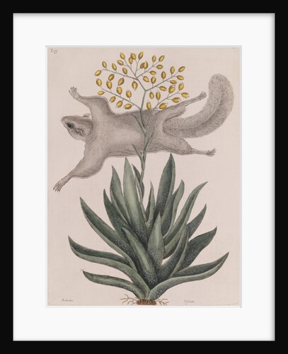 Southern flying squirrel by Mark Catesby