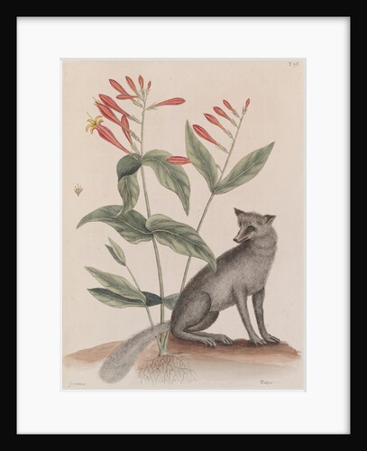 Common gray fox by Mark Catesby
