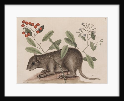 Bahamian hutia by Mark Catesby