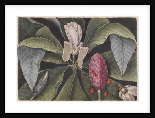 Umbrella magnolia by Mark Catesby