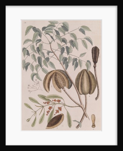 African mahogany by Mark Catesby