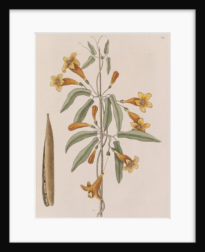 Cross vine by Mark Catesby