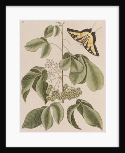 Common hoptree and tiger swallowtail by Mark Catesby