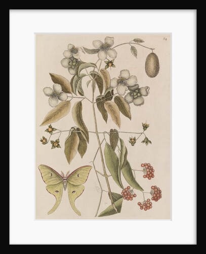 Scentless mock orange, mountain laurel and luna  moth by Mark Catesby