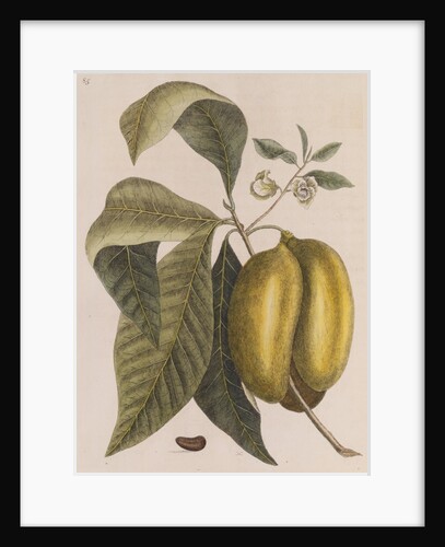 American pawpaw by Mark Catesby