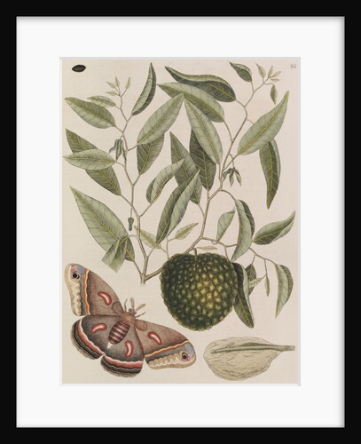 Custard apple tree and cecropia moth by Mark Catesby