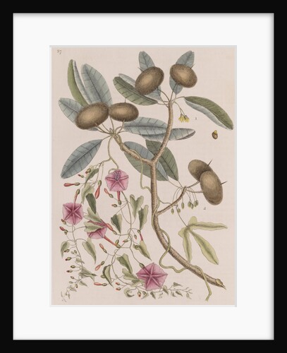 Wild dilly and wild potato by Mark Catesby