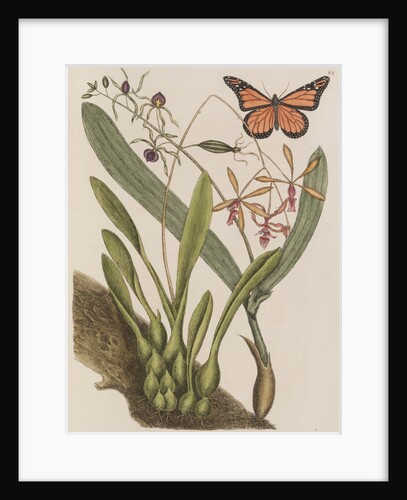 Clamshell orchid and monarch butterfly by Mark Catesby