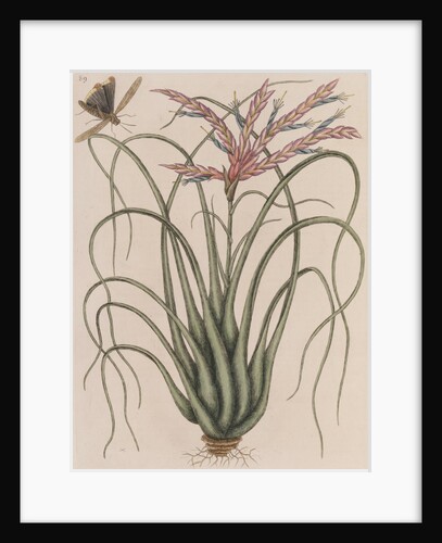 Northern needleleaf by Mark Catesby