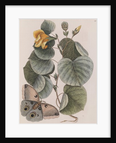 Beach hibiscus and Polyphemus moth by Mark Catesby